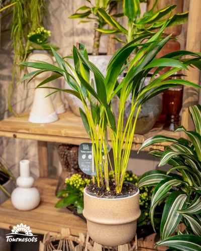 Plantes d’intérieur vertes en pots décoratifs, idéales pour purifier l’air et embellir votre maison.
